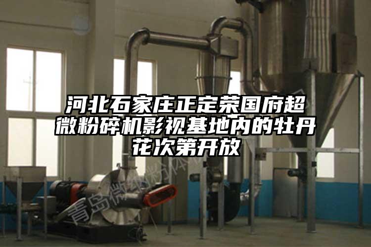 河北石家莊正定榮國府超微粉碎機影視基地內的牡丹花次第開放